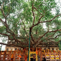 Anandha-Bodhi-Tree-Shravasti
