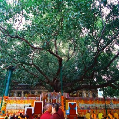 Bodhi Tree Sarnath India