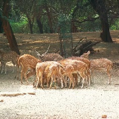 Deer Park Sarnath