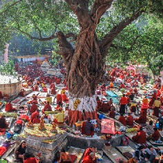  Maha Bodhi Tree 